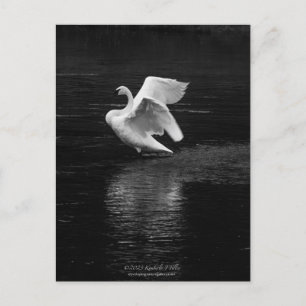 Trumpeter Swan b/w Postcard
