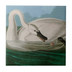 Trumpeter Swan Birds of America Audubon Print Tile