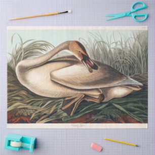 Trumpeter Swan by John James Audubon Decoupage Tissue Paper