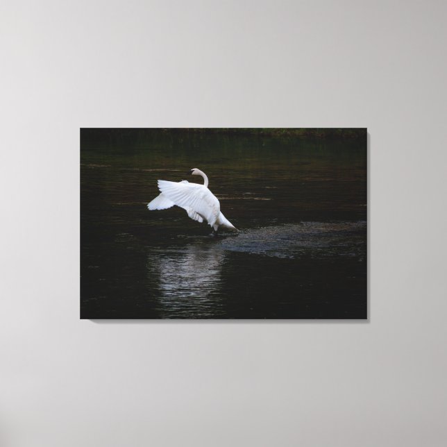 Trumpeter Swan Canvas Print (Front)