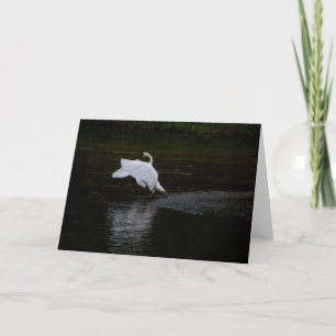 Trumpeter Swan Card