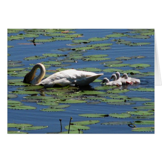 Trumpeter Swan & Cygnets (Front Horizontal)