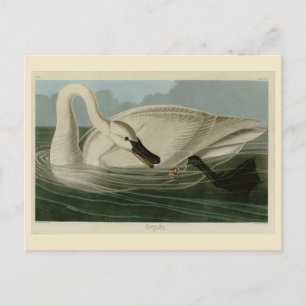 Trumpeter Swan - from Audubon's Birds of America Postcard