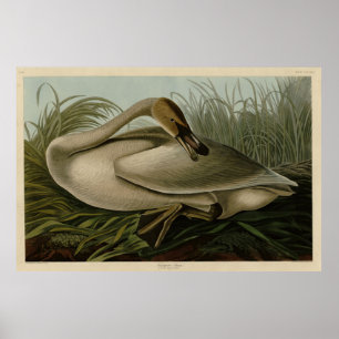 Trumpeter Swan - from Audubon's Birds of America Poster