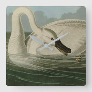 Trumpeter Swan - from Audubon's Birds of America Square Wall Clock