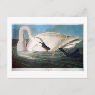 Trumpeter Swan, John James Audubon Fine Art Postcard