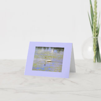 Trumpeter Swan Note Cards