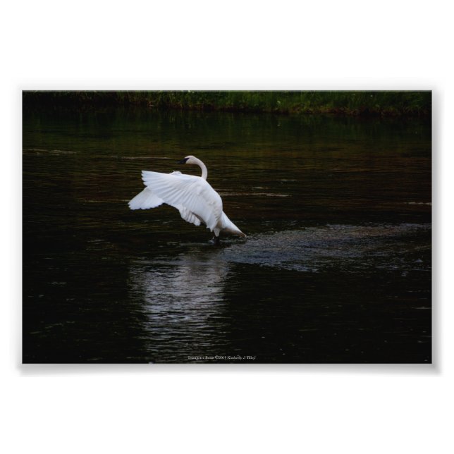 Trumpeter Swan Photo Print (Front)