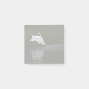 Trumpeter Swan Post-it Notes
