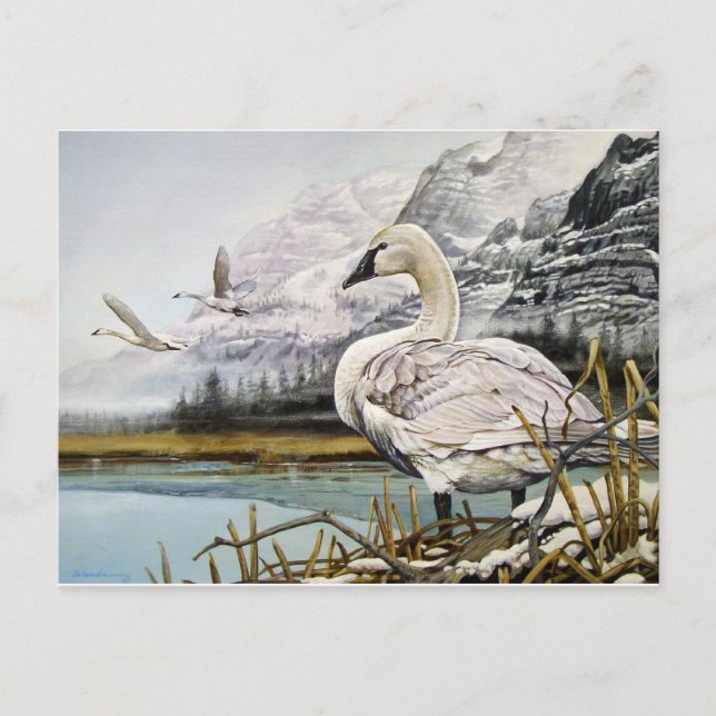 Trumpeter Swan Postcards (Front)