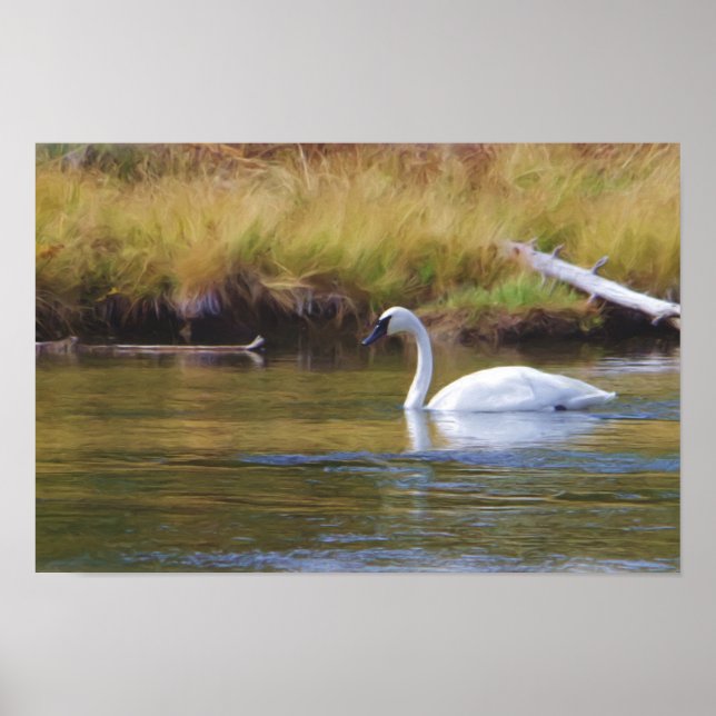 Trumpeter Swan Poster (Front)