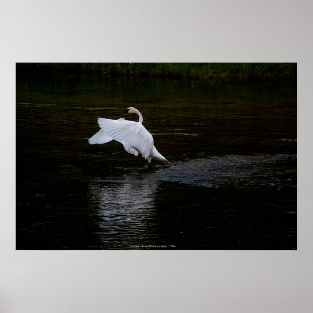 Trumpeter Swan Poster (Front)