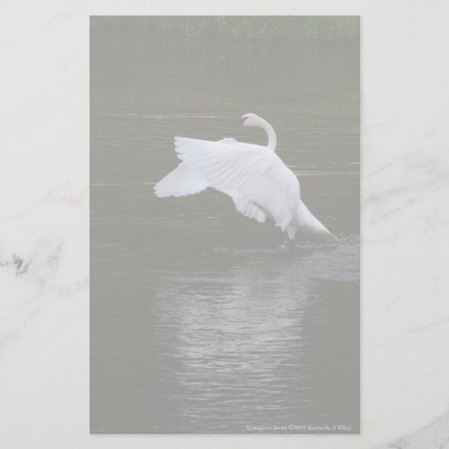 Trumpeter Swan Stationery (Front)