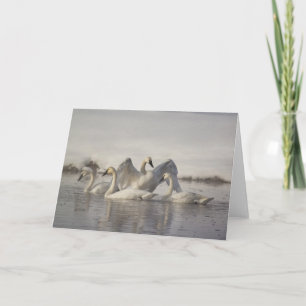 Trumpeter Swans in the Madison River in winter Card