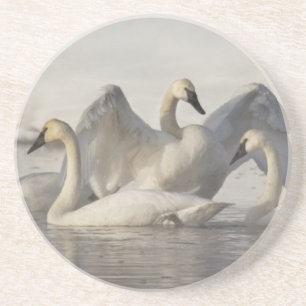 Trumpeter Swans in the Madison River in winter Coaster