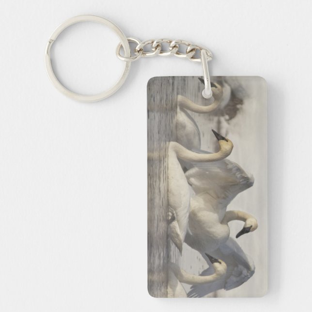 Trumpeter Swans in the Madison River in winter Key Ring (Front)