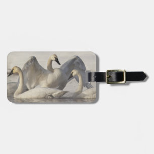 Trumpeter Swans in the Madison River in winter Luggage Tag