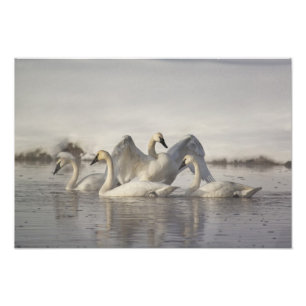 Trumpeter Swans in the Madison River in winter Photo Print