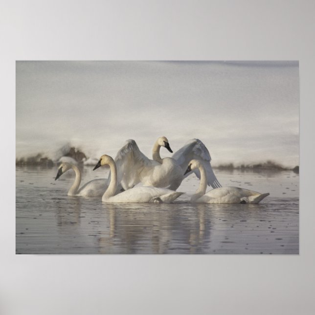 Trumpeter Swans in the Madison River in winter Poster (Front)