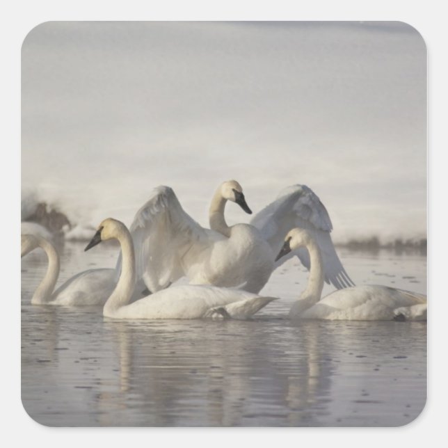 Trumpeter Swans in the Madison River in winter Square Sticker (Front)