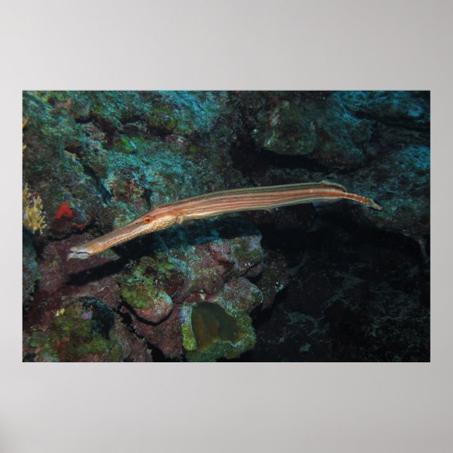 Trumpetfish II Poster (Front)