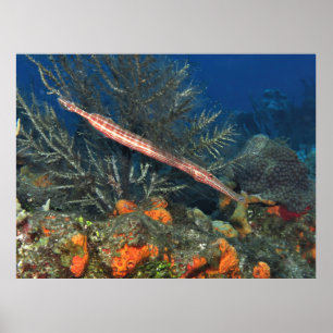 Trumpetfish in Cozumel Poster
