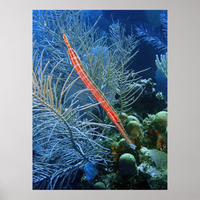 Trumpetfish in Utila Poster (Front)