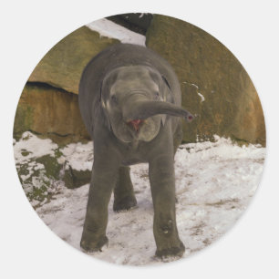 Trumpeting Baby Elephant In The Snow Classic Round Sticker