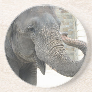 Trumpeting Elephant Coasters