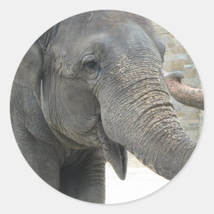 Trumpeting Elephant Sticker