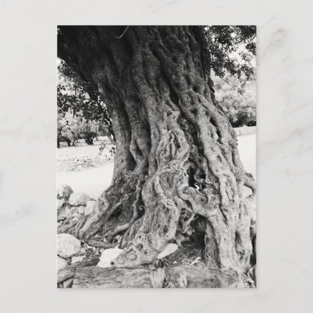 Trunk of ancient Olive tree in Greece photograph Postcard (Front)