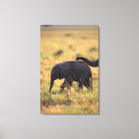 Trunk of elephant touching offspring , Kenya ,