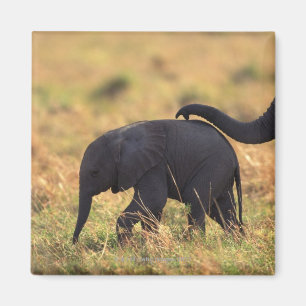 Trunk of elephant touching offspring , Kenya , Magnet