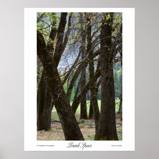 Trunk Space Prints (Front)