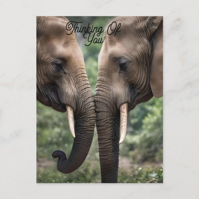 "Trunk to Trunk: A Gentle Elephant Embrace"  Postcard (Front)