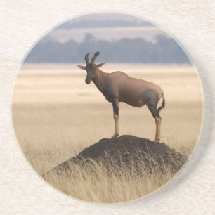 Tsessebe Antelope On Lookout For Predators Coaster