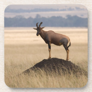 Tsessebe Antelope On Lookout For Predators Coaster