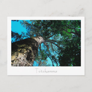 Tsitsikamma National Park South Africa Postcard