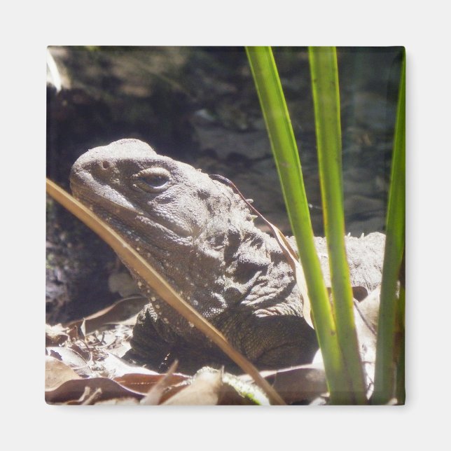 Tuatara Magnet (Front)