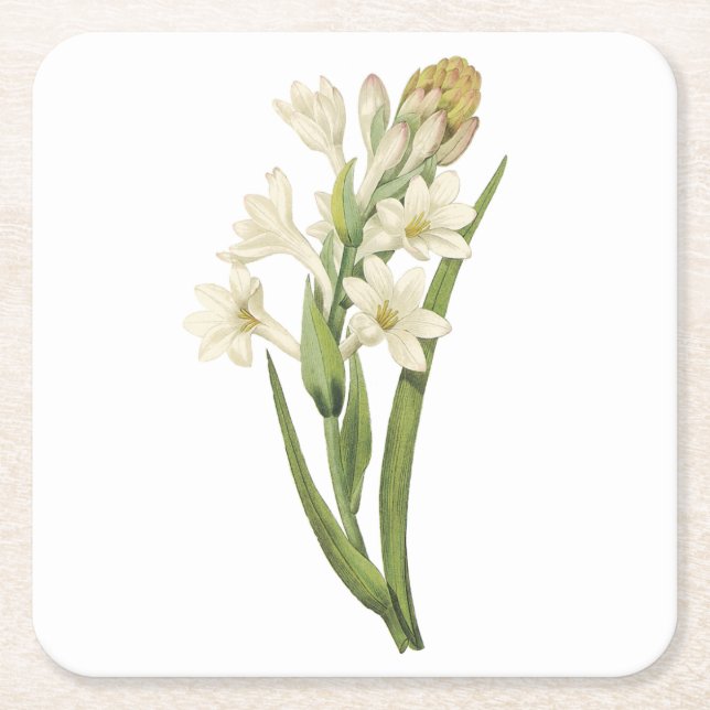 tuberose(Tuberosa sp.) by Redouté Square Paper Coaster (Front)