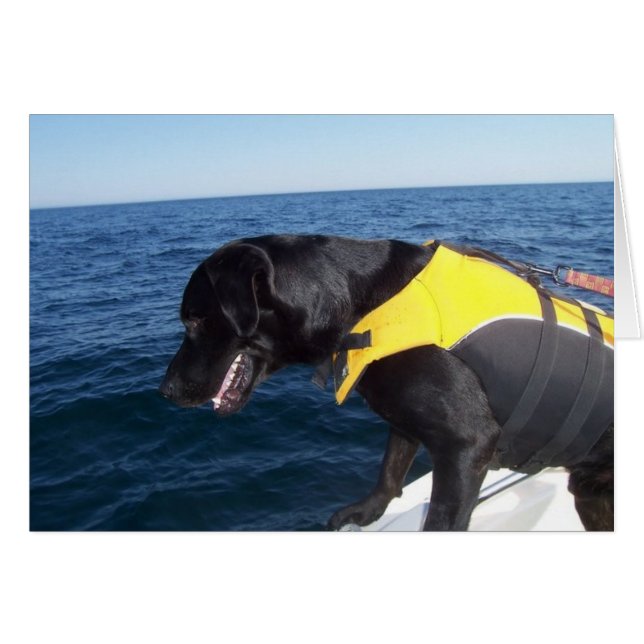 Tucker At Work Conservation Canines Labrador (Front Horizontal)