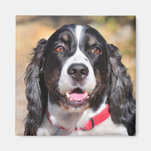 Tucker Magnet
