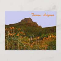 Tucson Mountain and Wildflowers at Sunset