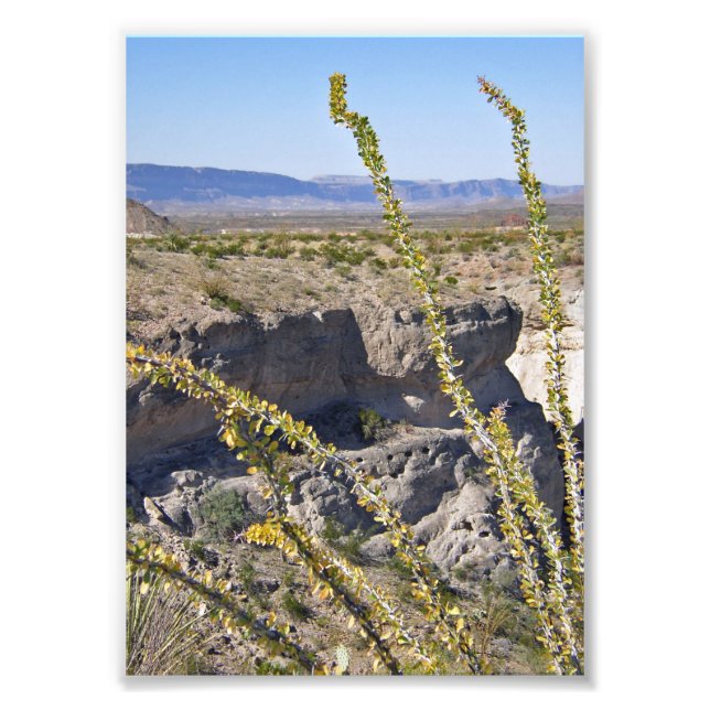 Tuff Canyon & Ocotillo, Big Bend National Park Photo Print (Front)