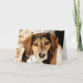 Tuffy, the beagle mix card