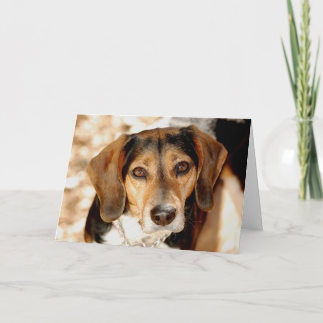 Tuffy, the beagle mix card (Front)