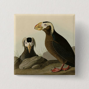 Tufted Auk (Puffin) - Audubon's Birds of America 15 Cm Square Badge