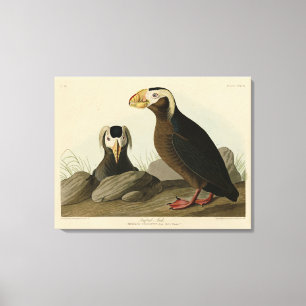 Tufted Auk (Puffin) - Audubon's Birds of America Canvas Print