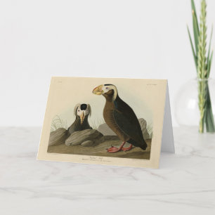 Tufted Auk (Puffin) - Audubon's Birds of America Card