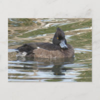 Tufted Duck DIY Postcard